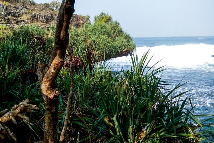 Daya Tarik Pantai Dluwok