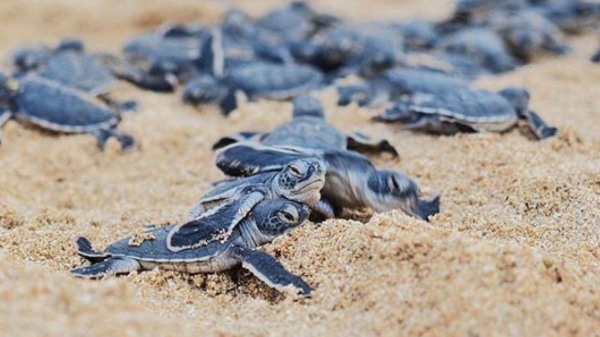 Konservasi Penyu Pantai Pelangi